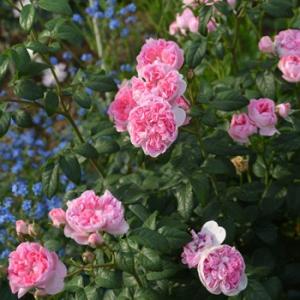 リリエンタール（バラ苗：ロサ・オリエンティス） 大苗 7号鉢植え