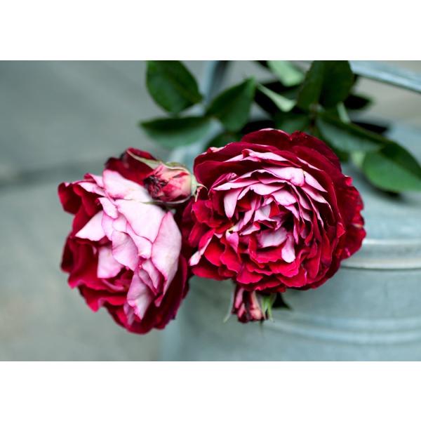 ベル・デ・セゴサ（バラ苗：ドミニク・マサド）　大苗予約　《契約品種》