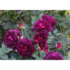 バラ苗 バラ大苗 禅ローズ 真宙（まそら） 四季咲き 薔薇 ばら 送料