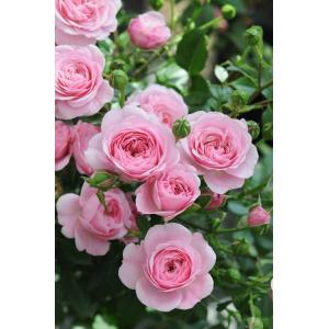 バラ ピンク カップ咲き 品種 花 ガーデニング の商品一覧 通販 Yahoo ショッピング