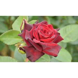 ブラック バッカラ バラ苗 四季咲き大輪系 大苗予約 大神ファームyahoo 店 通販 Yahoo ショッピング