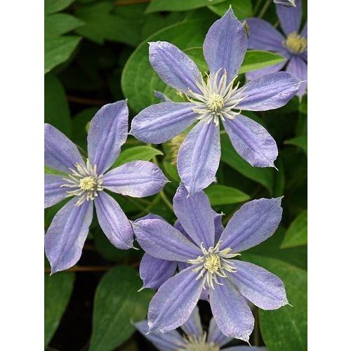 クレマチス　’アラベラ（インテグリフォリア系）4.5号ロングポット