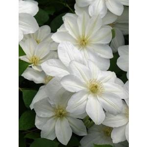 クレマチス 'ピンク・テイラー' 系統：テキセンシス、ヴィオルナ系