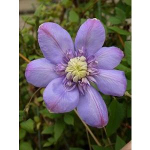 クレマチス　’ブルー・ライト&apos;（パテンス・ラヌギノーサ系）　12cmポット