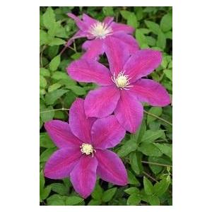 大神ファームyahoo 店 クレマチス Yahoo ショッピング