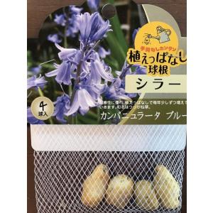 大神ファームyahoo 店 小球根 球根 Yahoo ショッピング