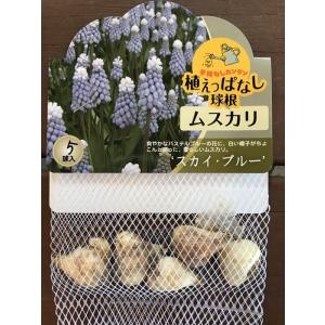 大神ファームyahoo 店 球根 Yahoo ショッピング