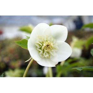 クリスマスローズ ウィンターシンフォニーシリーズ：オーレア系