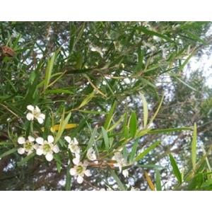 レモンティーツリー　（レプトスペルマム）（ハーブ苗）