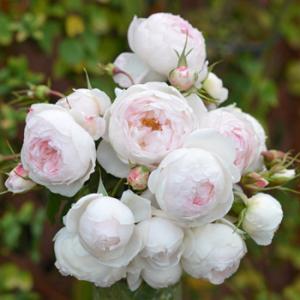 ルクソール（バラ苗：ロサ・オリエンティス） 大苗予約 7号鉢植え