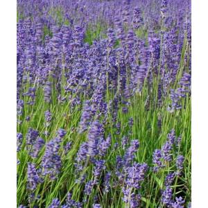 ラベンダー・トゥルー（イングリッシュ系)　ハーブ苗