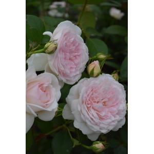 パニエ（バラ苗：河本バラ園）大苗予約 《種苗登録出願中》 : 大神