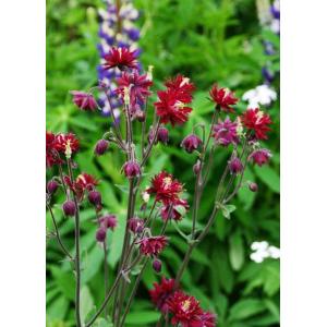 西洋オダマキ・ボルドーバロー　宿根草　ガーデニング用（10.5cmポット）