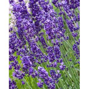 ラベンダー・ロイヤルパープル（イングリッシュ系）（ハーブ苗）