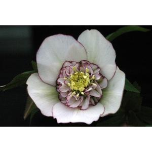 ザ・ミル・オン・ザ・フロス（Austulliver）（バラ苗：イングリッシュ