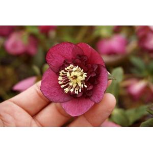 値下げ　ネオン系✨ダブル♥クリスマスローズ✨曽田園芸 値下げ ネオン系✨ダブル♥クリスマスローズ✨曽田園芸