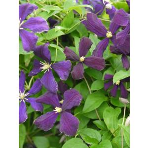 クレマチス　’エトワール・バイオレット'（系統：ビチセラ系）4.5号ロングポット