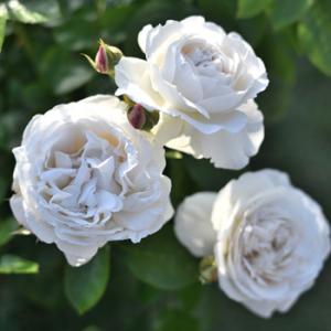 大神ファームyahoo 店 白花 クリーム色 緑色 半つる性 シュラブ樹形 Yahoo ショッピング