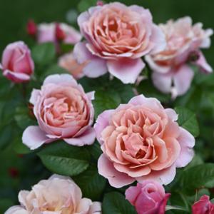 バラ苗 バラ大苗 禅ローズ 真宙（まそら） 四季咲き 薔薇 ばら 送料