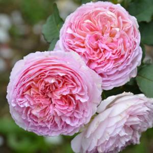 トロイメライ(バラ苗：ロサ・オリエンティス・プログレッシオシリーズ）　大苗予約　《農林水産省　登録品...