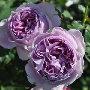 リラ(バラ苗：ロサ・オリエンティス・プログレッシオシリーズ）　大苗　《農林水産省　登録品種》