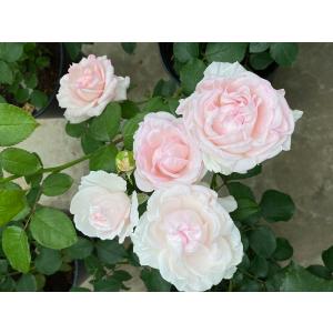 ロアルド・ダール（Ausowlish）（バラ苗：イングリッシュローズ） 大苗