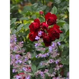 ローズ ブルイィ バラ苗 ギヨー社 仏 Guillot 新苗 大神ファームyahoo 店 通販 Yahoo ショッピング