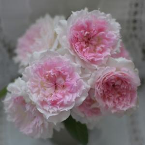 ハケア ラウリナ(ピンクッション) 花木苗 4.5号/1個売り オージー
