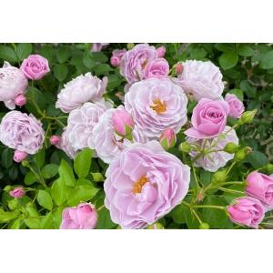 大神ファームyahoo 店 独 コルデス Kordes バラ苗 Yahoo ショッピング