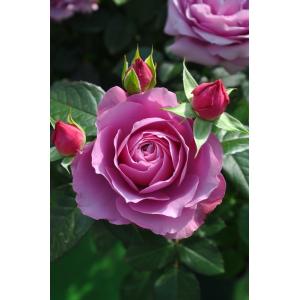 ルクソール（バラ苗：ロサ・オリエンティス） 大苗予約 7号鉢植え