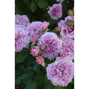 ロサオリエンの商品一覧 通販 Yahoo ショッピング