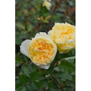 ロサオリエンの商品一覧 通販 Yahoo ショッピング