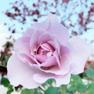 カメオ（大苗） 7号鉢植え バラ苗 四季咲き 奇跡のバラ : 大神ファーム