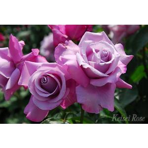 リリエンタール（バラ苗：ロサ・オリエンティス） 大苗予約 7号鉢植え