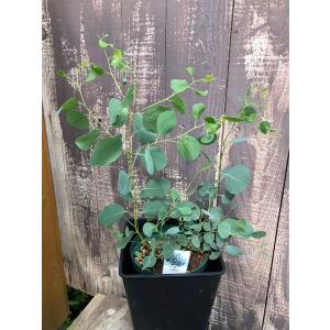 ユーカリ苗の商品一覧 通販 Yahoo ショッピング