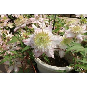 現品③5号×2 紫陽花④クレマチス　苗　鉢花　白万重　シーボルディ フロリダ クレマチス 白万重○フロリダ系 新旧枝咲き 花付き苗 耐寒性低木