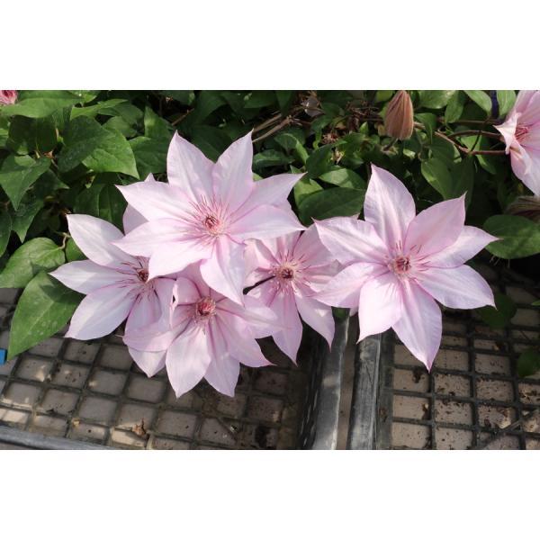 クレマチス　’チェリー・カクテル’　系統：パテンス系　4.5号ロングポット　《農林水産省 品種登録出...