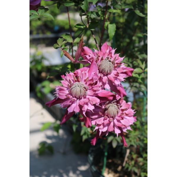 クレマチス　’ティータイム・オブ・モナリザ’　系統：フロリダ系　4.5号ロングポット　《農林水産省 ...