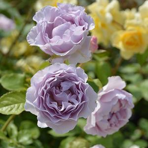 ルクソール（バラ苗：ロサ・オリエンティス） 大苗予約 7号鉢植え