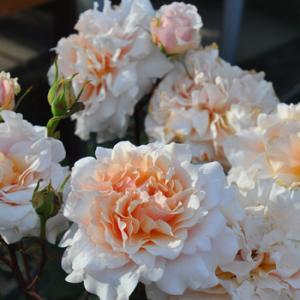 ベン・ウェザースタッフ（バラ苗：ロサ・オリエンティス・プログレッシオシリーズ）大苗　《農林水産省　品...