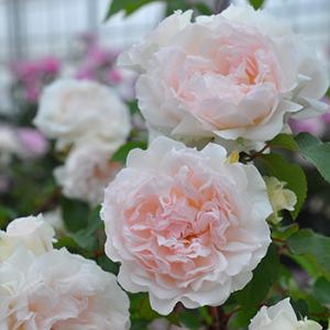 コントレイル（バラ苗：ロサ・オリエンティス） 大苗予約 7号鉢植え