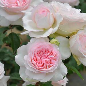 ポルト・ブルー（バラ苗：ロサ・オリエンティス） 大苗予約 7号鉢植え