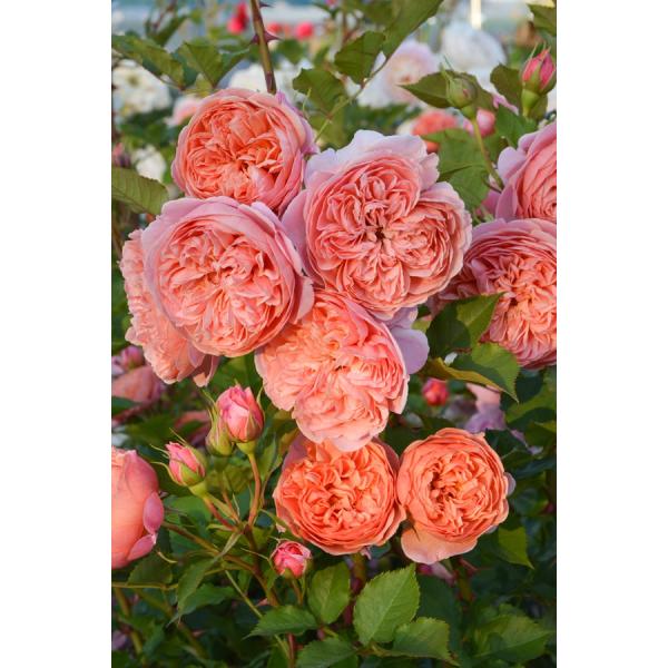 シルクロード（バラ苗：ロサ・オリエンティス・プログレッシオシリーズ）大苗予約　《農林水産省 品種登録...