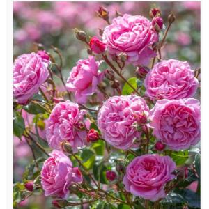 ザ・ミル・オン・ザ・フロス（Austulliver）（バラ苗：イングリッシュ