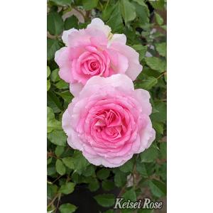 ミミエデン（バラ苗：四季咲き中輪房咲き系） 大苗 《農林水産省 登録