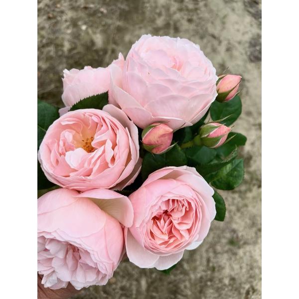 ギヨーNo.1（ラ・プレミエール）（バラ苗：ギヨー社・フランス）大苗予約　《契約品種》