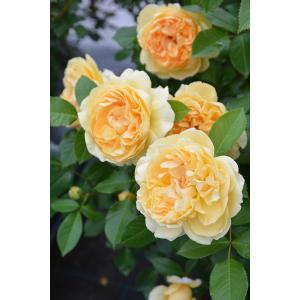 ポルト・ブルー（バラ苗：ロサ・オリエンティス） 大苗予約 7号鉢植え