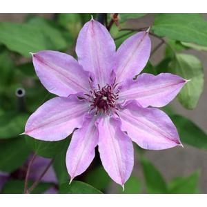 クレマチス　’チェリーズ・アルボイ’　系統：パテンス系　12cmポット