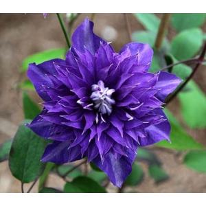 確認用 クレマチス ヴィヴィアンペンネル さし木苗