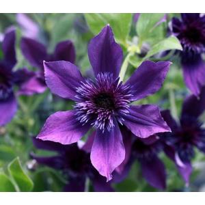 クレマチス　’アフロ・ボーイ’　PVP　  系統：インテグリフォリア系　4.5号ロングポット